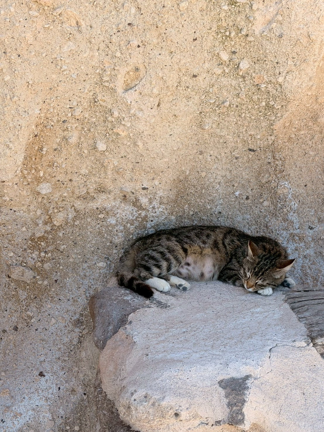 石造りのくぼみで丸くなって眠る猫。